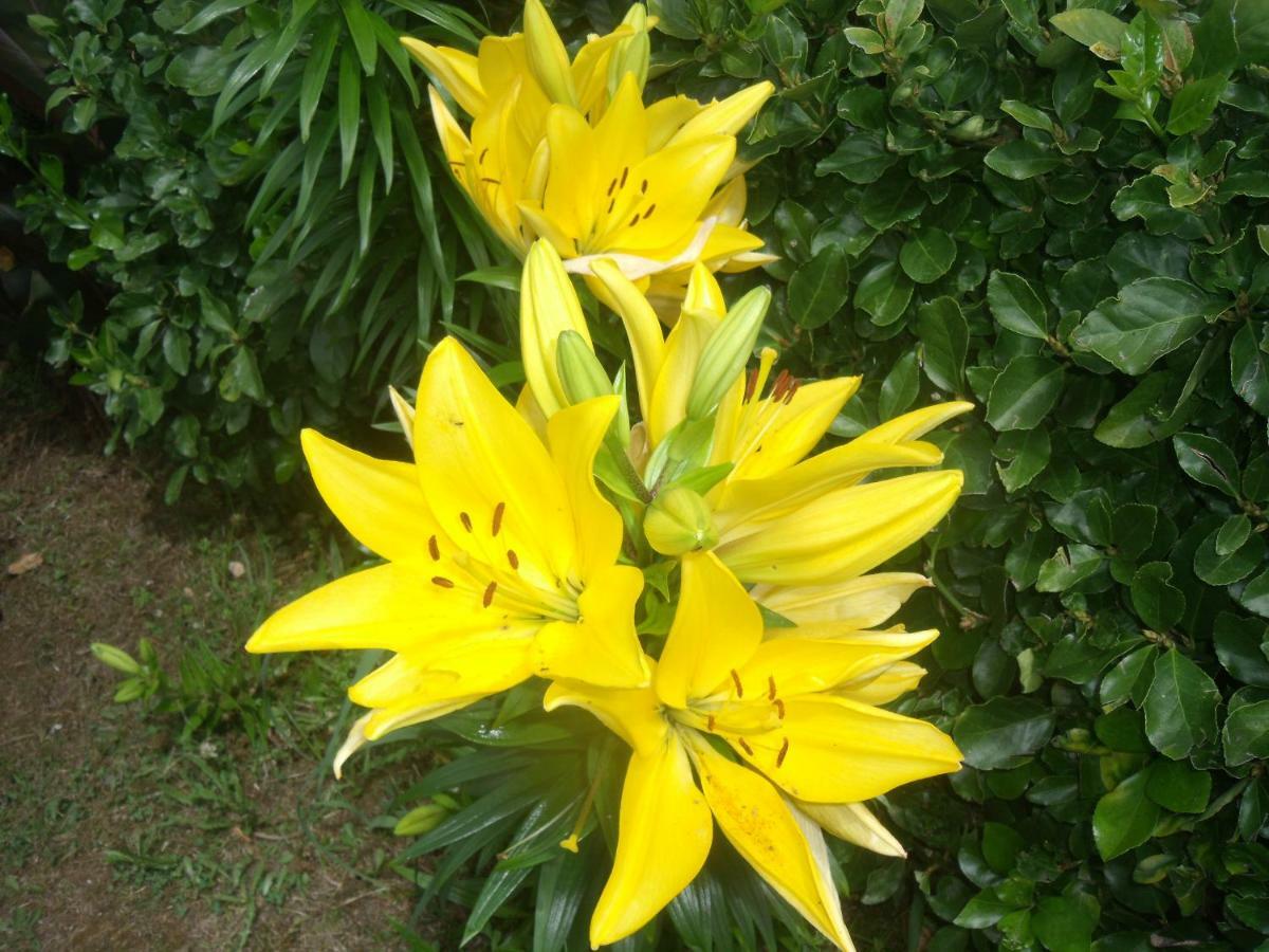 הוילה Lajes das Flores Casa Bianca מראה חיצוני תמונה